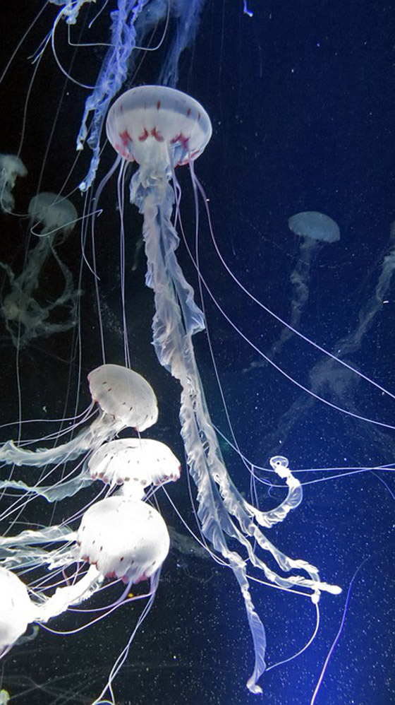 بلا قلب ولا دماغ ولا تموت.. إليكم حقائق غريبة ومدهشة عن قنديل البحر صورة رقم 17