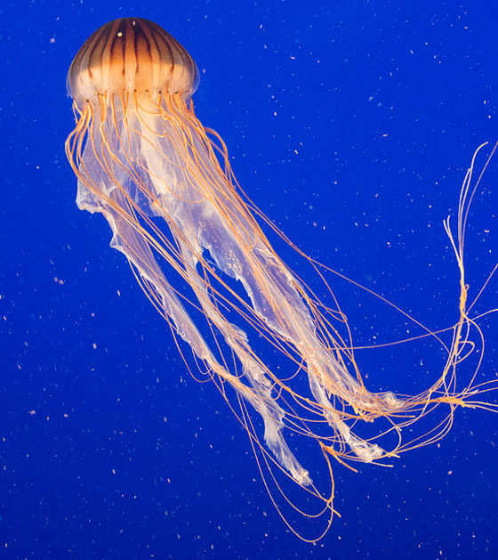 بلا قلب ولا دماغ ولا تموت.. إليكم حقائق غريبة ومدهشة عن قنديل البحر صورة رقم 18