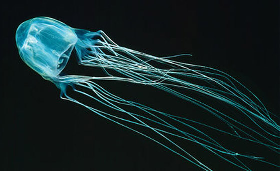 بلا قلب ولا دماغ ولا تموت.. إليكم حقائق غريبة ومدهشة عن قنديل البحر صورة رقم 19