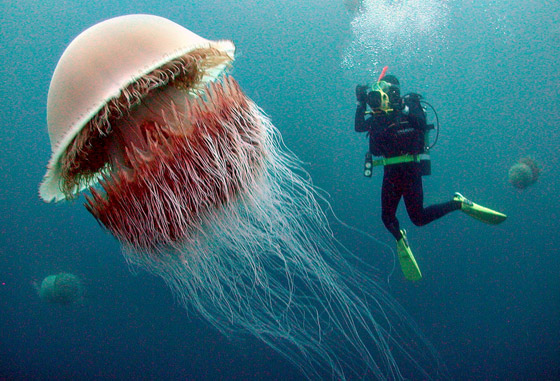 بلا قلب ولا دماغ ولا تموت.. إليكم حقائق غريبة ومدهشة عن قنديل البحر صورة رقم 20