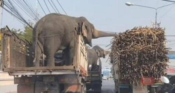 بالفيديو.. فيلان انتهازيان في 