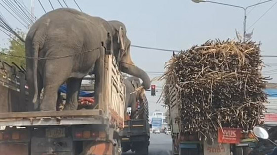 بالفيديو.. فيلان انتهازيان في 
