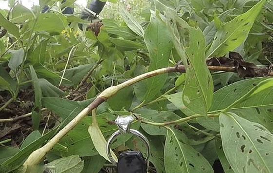 فعلٌ يفوق التوقعات.. طيار يرسل خاتم خطوبة إلى الفضاء في عرض زواج من خارج الأرض صورة رقم 7