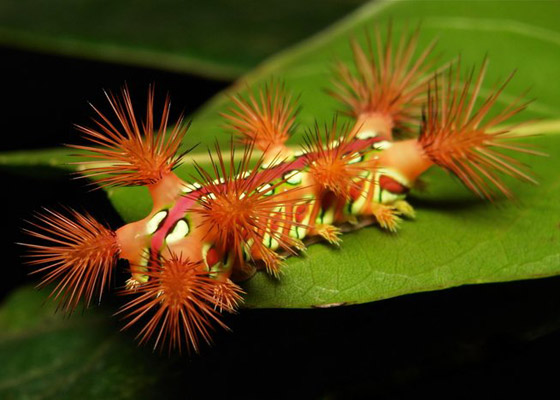 صور مدهشة: شاهدوا سحر الحشرات الغريبة المذهل في الصين! صورة رقم 1