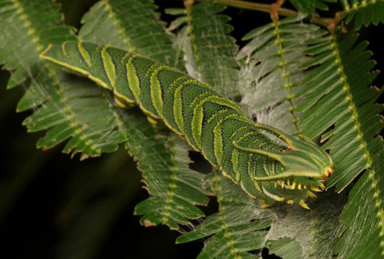 صور مدهشة: شاهدوا سحر الحشرات الغريبة المذهل في الصين! صورة رقم 2