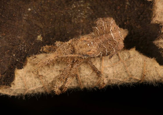 صور مدهشة: شاهدوا سحر الحشرات الغريبة المذهل في الصين! صورة رقم 3