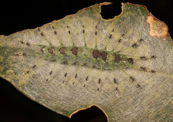 صور مدهشة: شاهدوا سحر الحشرات الغريبة المذهل في الصين! صورة رقم 5