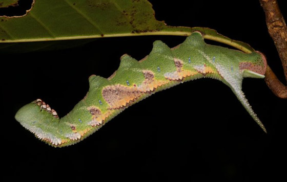 صور مدهشة: شاهدوا سحر الحشرات الغريبة المذهل في الصين! صورة رقم 6