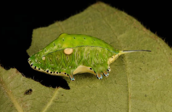 صور مدهشة: شاهدوا سحر الحشرات الغريبة المذهل في الصين! صورة رقم 7