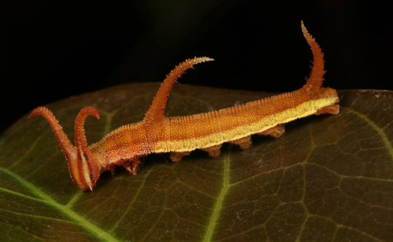 صور مدهشة: شاهدوا سحر الحشرات الغريبة المذهل في الصين! صورة رقم 10