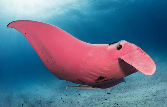 بالصور: الكشف عن كائن بحري نادر وحيد من نوعه في العالم صورة رقم 1