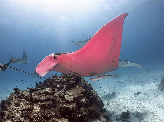 بالصور: الكشف عن كائن بحري نادر وحيد من نوعه في العالم صورة رقم 3