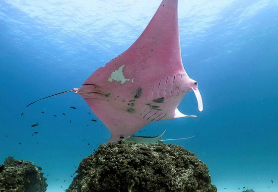 بالصور: الكشف عن كائن بحري نادر وحيد من نوعه في العالم صورة رقم 6