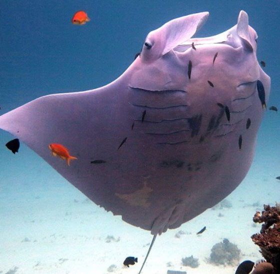 بالصور: الكشف عن كائن بحري نادر وحيد من نوعه في العالم صورة رقم 7