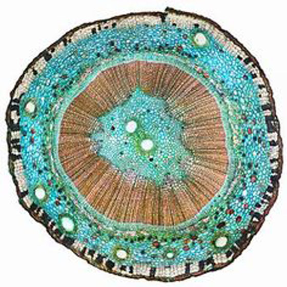 شجرة جنكو بيلوبا التي تعيش لملايين السنين صورة رقم 10