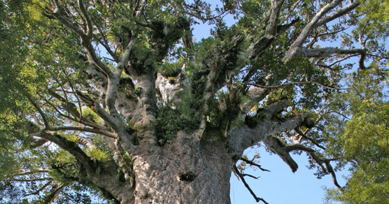 شجرة جنكو بيلوبا التي تعيش لملايين السنين صورة رقم 7