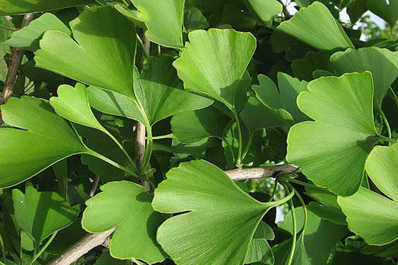 شجرة جنكو بيلوبا التي تعيش لملايين السنين صورة رقم 5