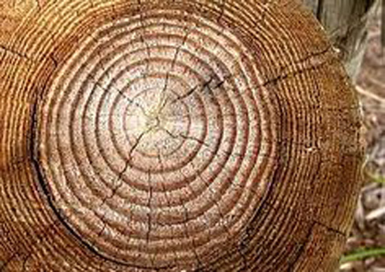 شجرة جنكو بيلوبا التي تعيش لملايين السنين صورة رقم 9