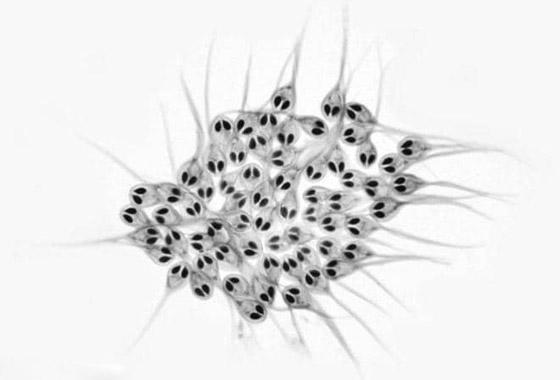 غرائب الطبيعة.. علماء يكتشفون أول كائن حي لا يتنفس! صورة رقم 3