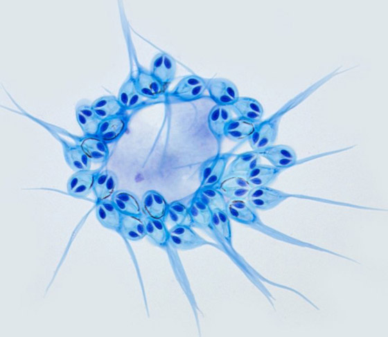 غرائب الطبيعة.. علماء يكتشفون أول كائن حي لا يتنفس! صورة رقم 1