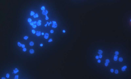 غرائب الطبيعة.. علماء يكتشفون أول كائن حي لا يتنفس! صورة رقم 6