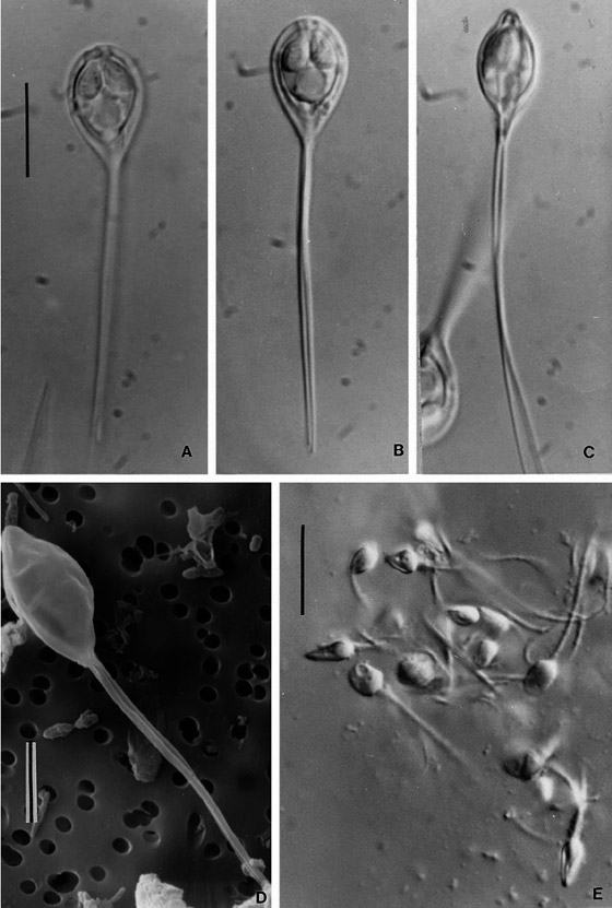 غرائب الطبيعة.. علماء يكتشفون أول كائن حي لا يتنفس! صورة رقم 9
