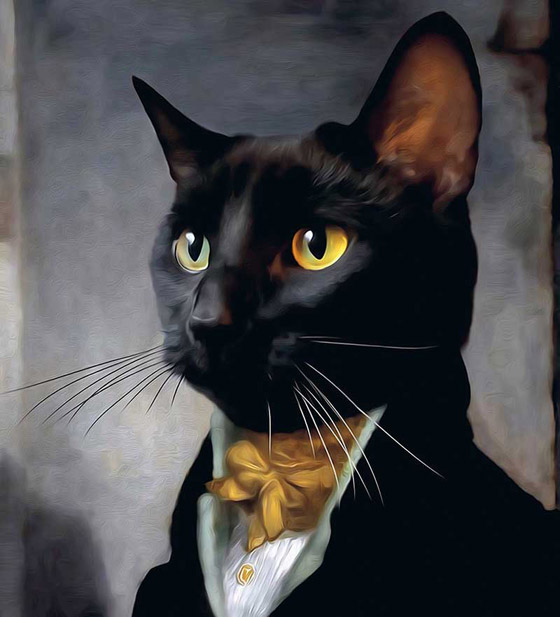 قط مرشح للانتخابات البلدية في فرنسا! صورة رقم 1