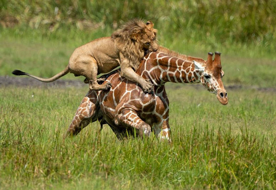 صور استثنائية مدهشة لأسد يصطاد زرافة بمفرده! صورة رقم 1
