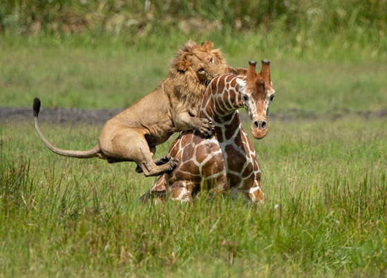 صور استثنائية مدهشة لأسد يصطاد زرافة بمفرده! صورة رقم 2