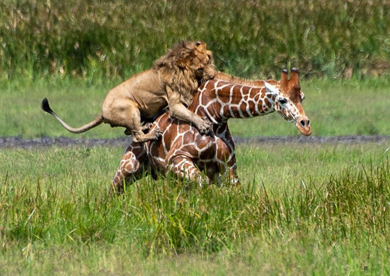 صور استثنائية مدهشة لأسد يصطاد زرافة بمفرده! صورة رقم 3