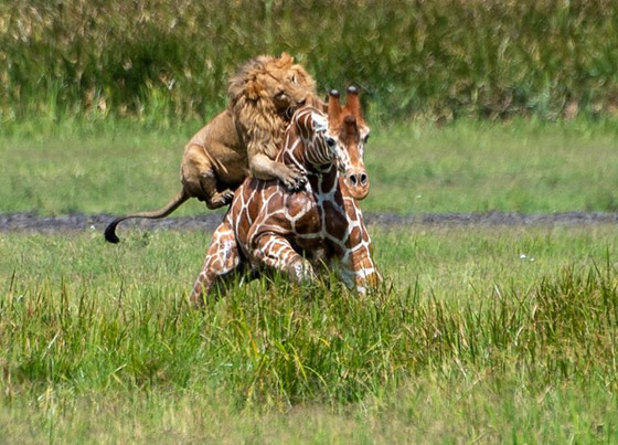 صور استثنائية مدهشة لأسد يصطاد زرافة بمفرده! صورة رقم 4