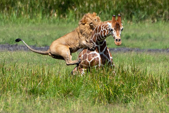 صور استثنائية مدهشة لأسد يصطاد زرافة بمفرده! صورة رقم 5