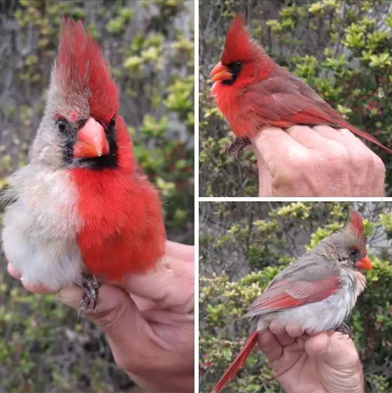 مشاهد مبهرة لأغرب الأشياء النادرة صورة رقم 1