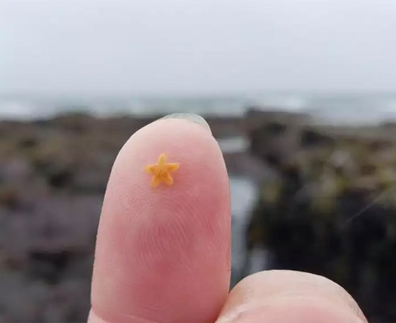 مشاهد مبهرة لأغرب الأشياء النادرة صورة رقم 2