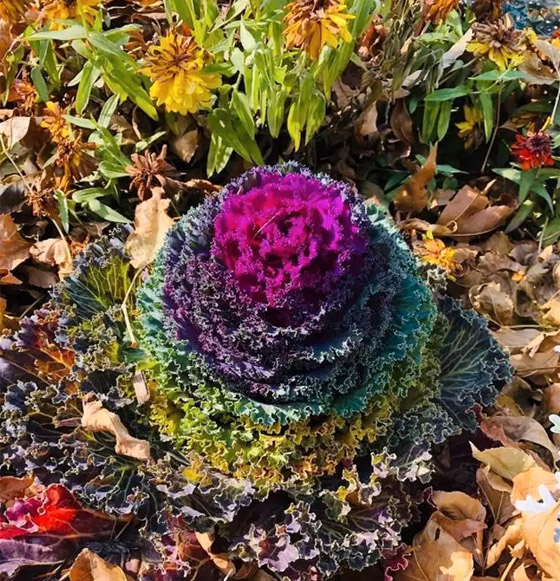 مشاهد مبهرة لأغرب الأشياء النادرة صورة رقم 4