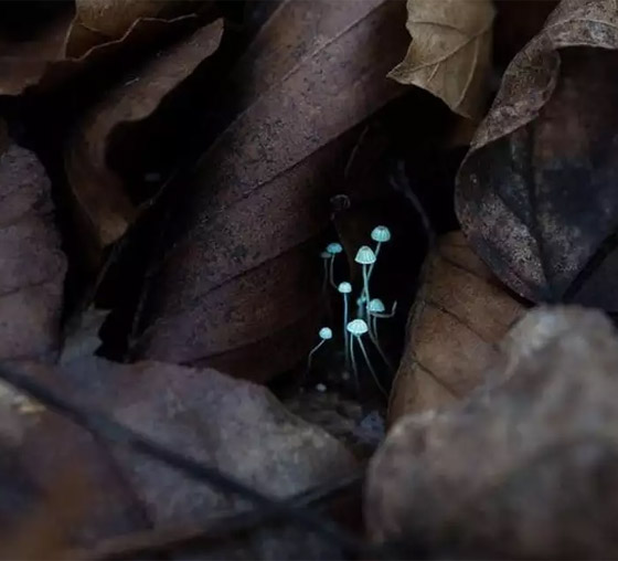 مشاهد مبهرة لأغرب الأشياء النادرة صورة رقم 7