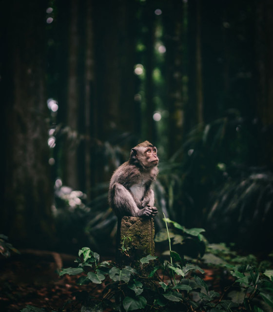 أجمل الصور الفائزة بمسابقة جوائز سوني للتصوير لعام 2020 صورة رقم 14