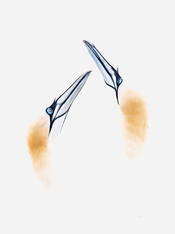 أجمل الصور الفائزة بمسابقة جوائز سوني للتصوير لعام 2020 صورة رقم 21