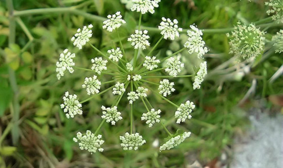بالصور: تعرفوا إلى بعض النباتات السامة التي يجب عدم لمسها إطلاقا! صورة رقم 2