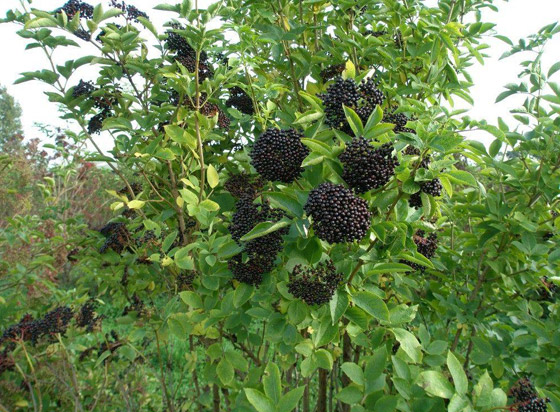 بالصور: تعرفوا إلى بعض النباتات السامة التي يجب عدم لمسها إطلاقا! صورة رقم 3