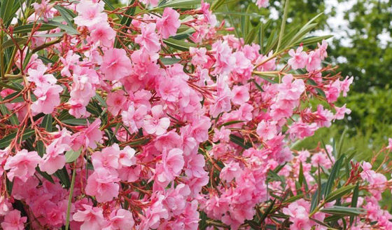 بالصور: تعرفوا إلى بعض النباتات السامة التي يجب عدم لمسها إطلاقا! صورة رقم 4