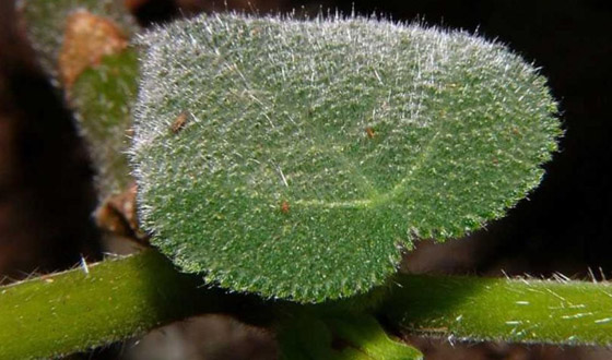 بالصور: تعرفوا إلى بعض النباتات السامة التي يجب عدم لمسها إطلاقا! صورة رقم 8