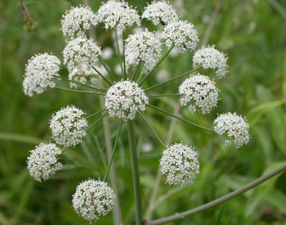 بالصور: تعرفوا إلى بعض النباتات السامة التي يجب عدم لمسها إطلاقا! صورة رقم 9