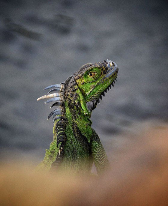 القائمة القصيرة لجوائز سوني العالمية للتصوير في فئتي الطلاب والشباب صورة رقم 3