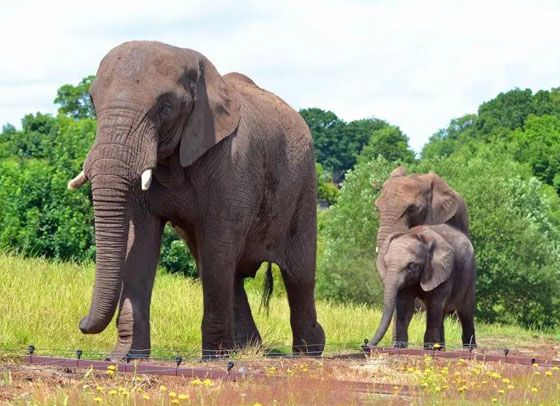 فندق إنكليزي يمنح رواده فرصة الاستيقاظ على مشاهدة الأفيال والفهود (صور) صورة رقم 7