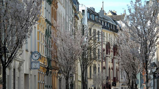 الربيع يواسينا رغم كورونا: إزهار أشجار الكرز في مدينة بون الألمانية صورة رقم 4