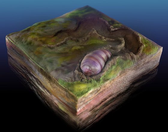 اكتشاف مخلوق صغير يشبه الدودة يعتقد العلماء أنه أقدم أسلاف البشر! صورة رقم 1