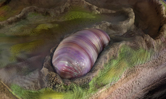 اكتشاف مخلوق صغير يشبه الدودة يعتقد العلماء أنه أقدم أسلاف البشر! صورة رقم 6