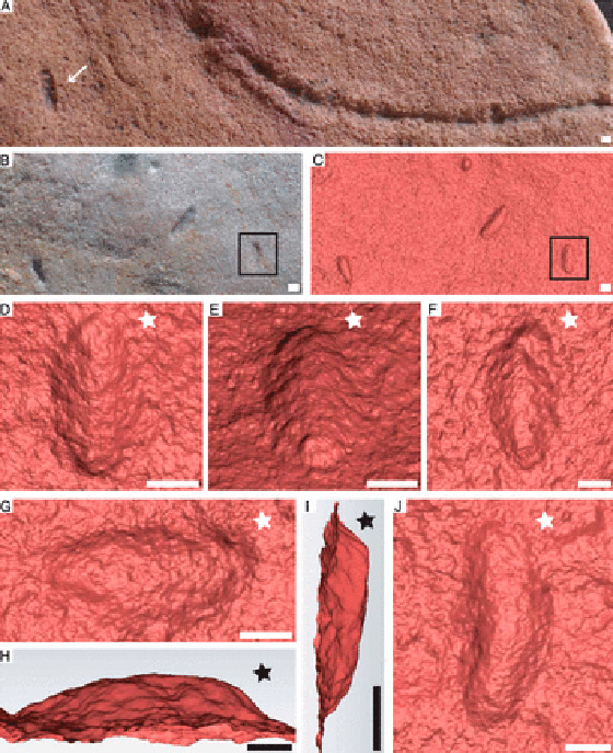 اكتشاف مخلوق صغير يشبه الدودة يعتقد العلماء أنه أقدم أسلاف البشر! صورة رقم 2