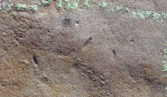 اكتشاف مخلوق صغير يشبه الدودة يعتقد العلماء أنه أقدم أسلاف البشر! صورة رقم 7